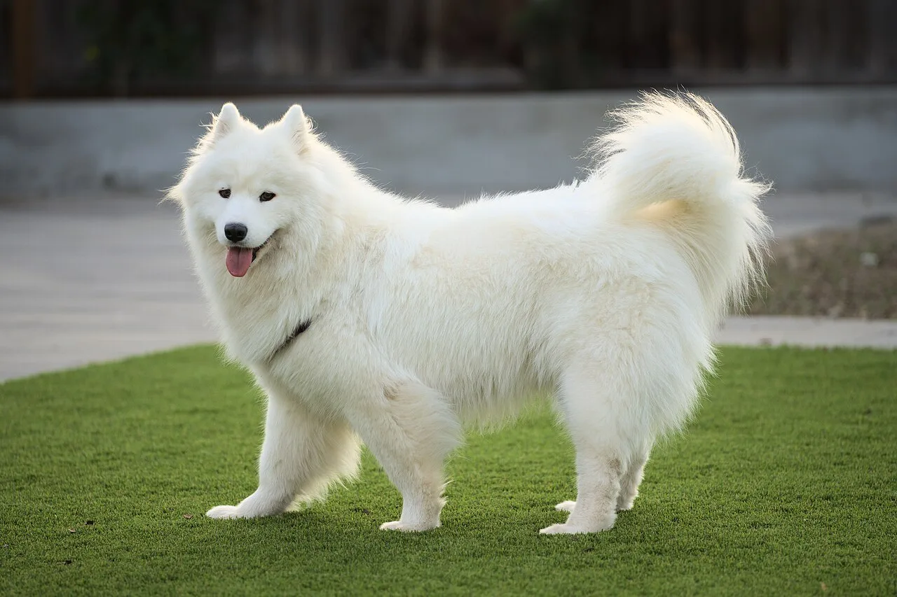 Samoyed: Breed Guide