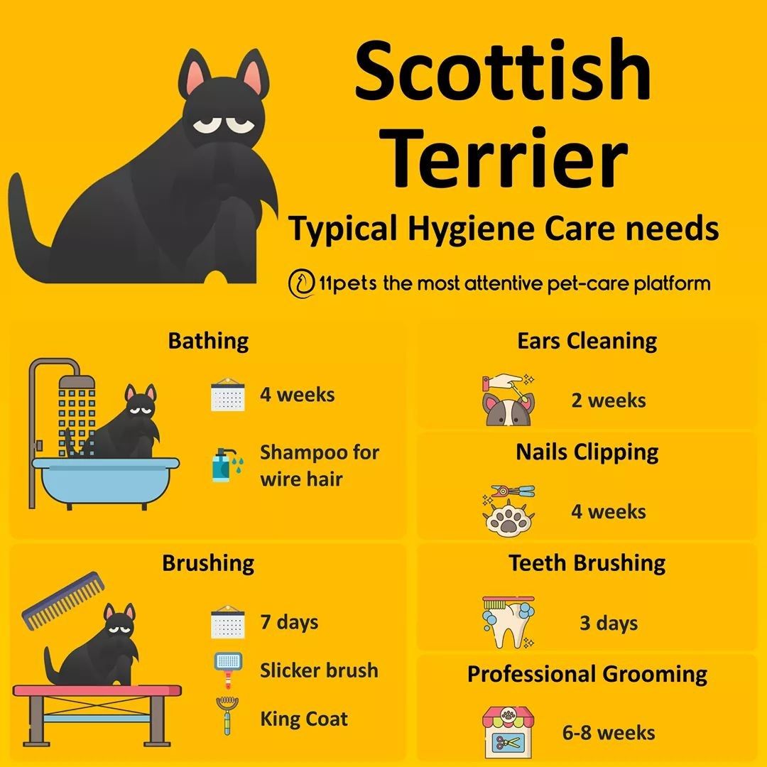 Scottish Terrier
