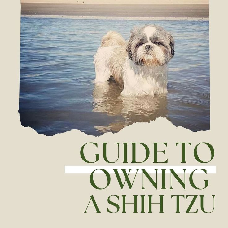 Shih Tzu Breed
