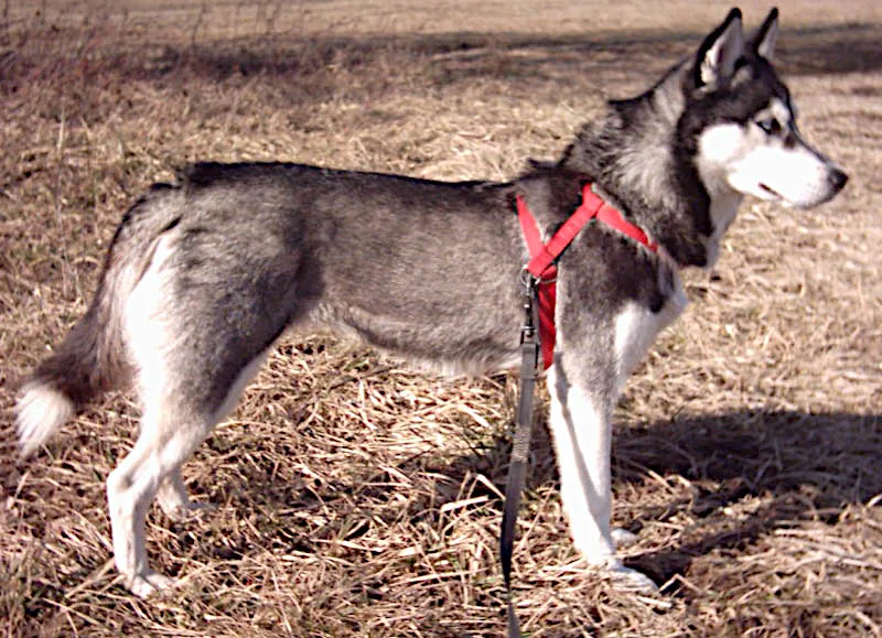 Siberian Husky Breed