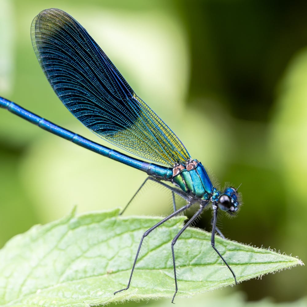 Extraordinary World of Dragonflies