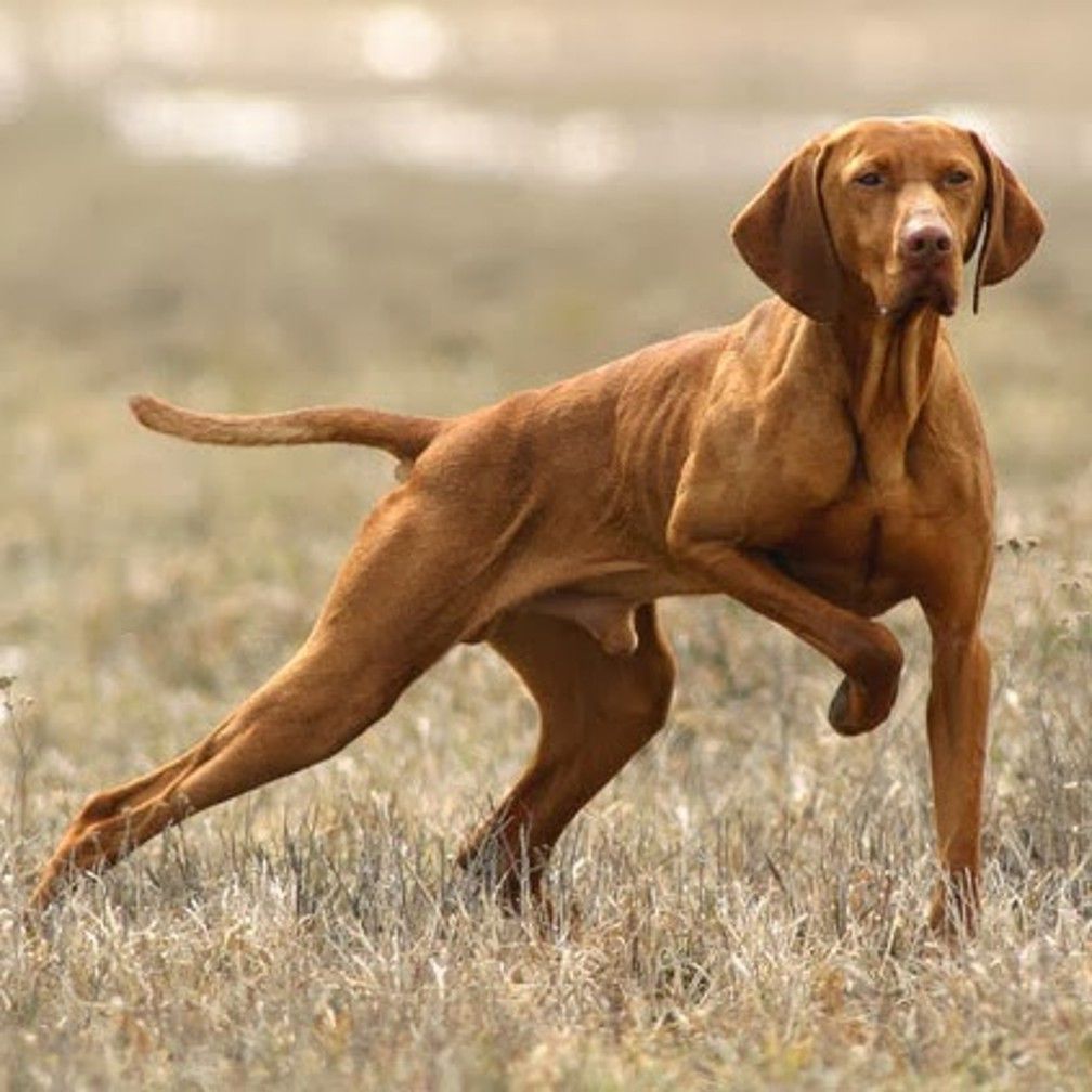 Vizsla Breed