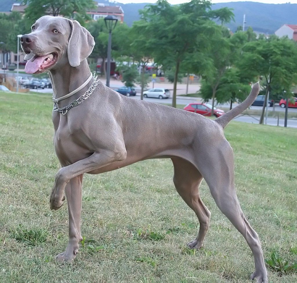 Weimaraner: Breed Guide