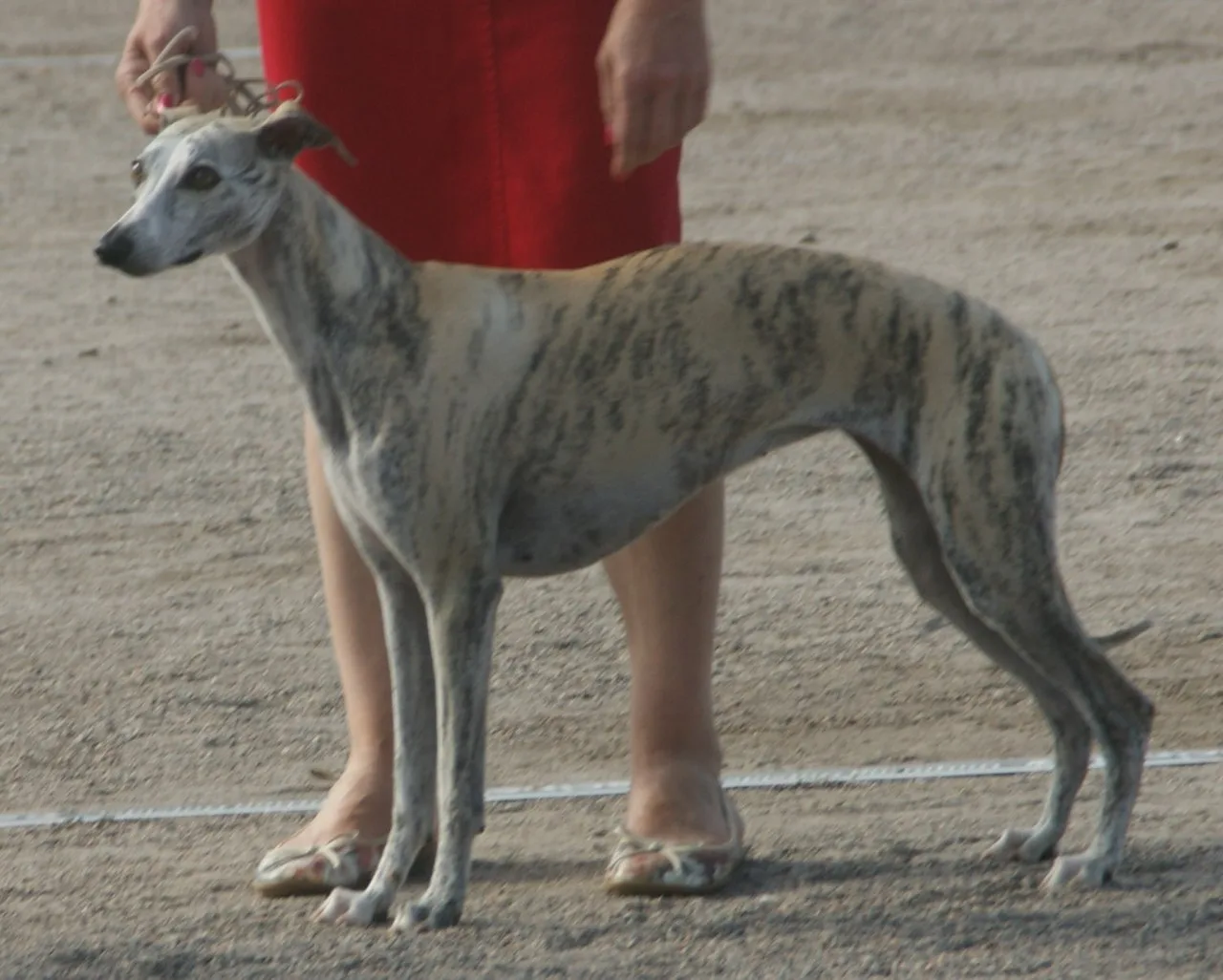 Whippet Breed