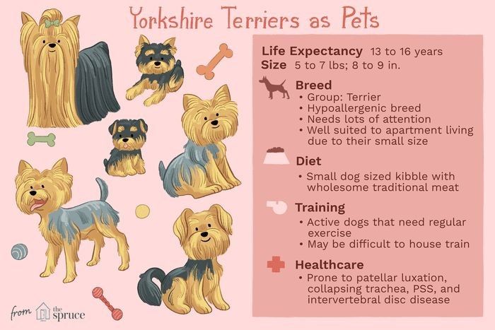 Yorkshire Terrier