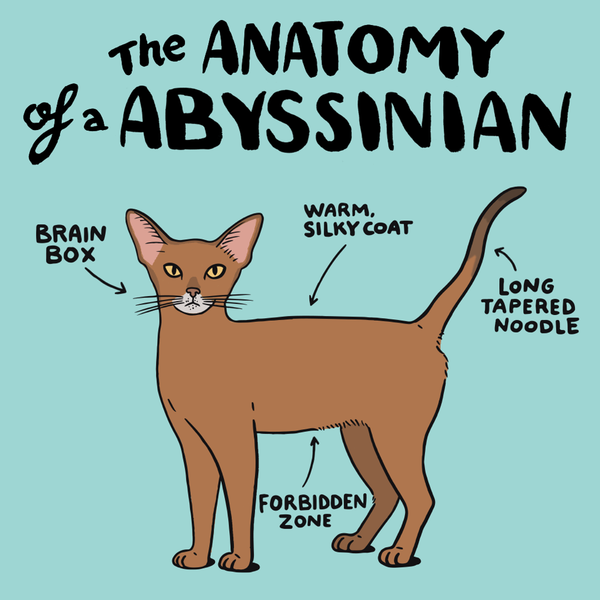Abyssinian Cat
