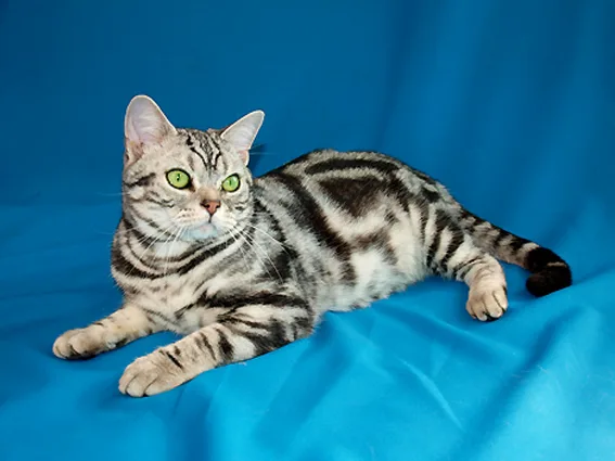 American Shorthair Breed