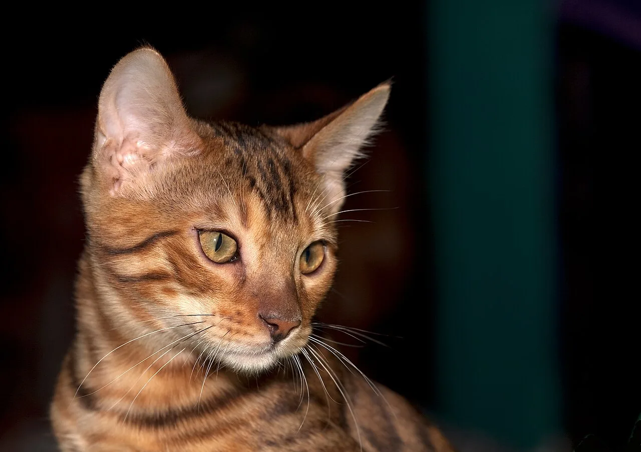 Bengal Cat Care