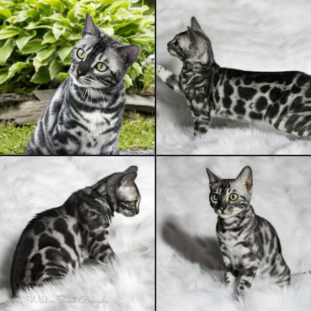Bengal Cat Breed