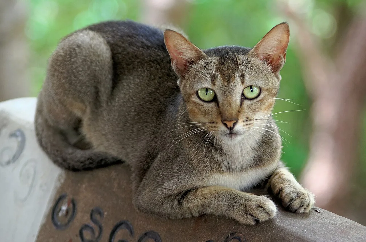 Burmese Cat Care