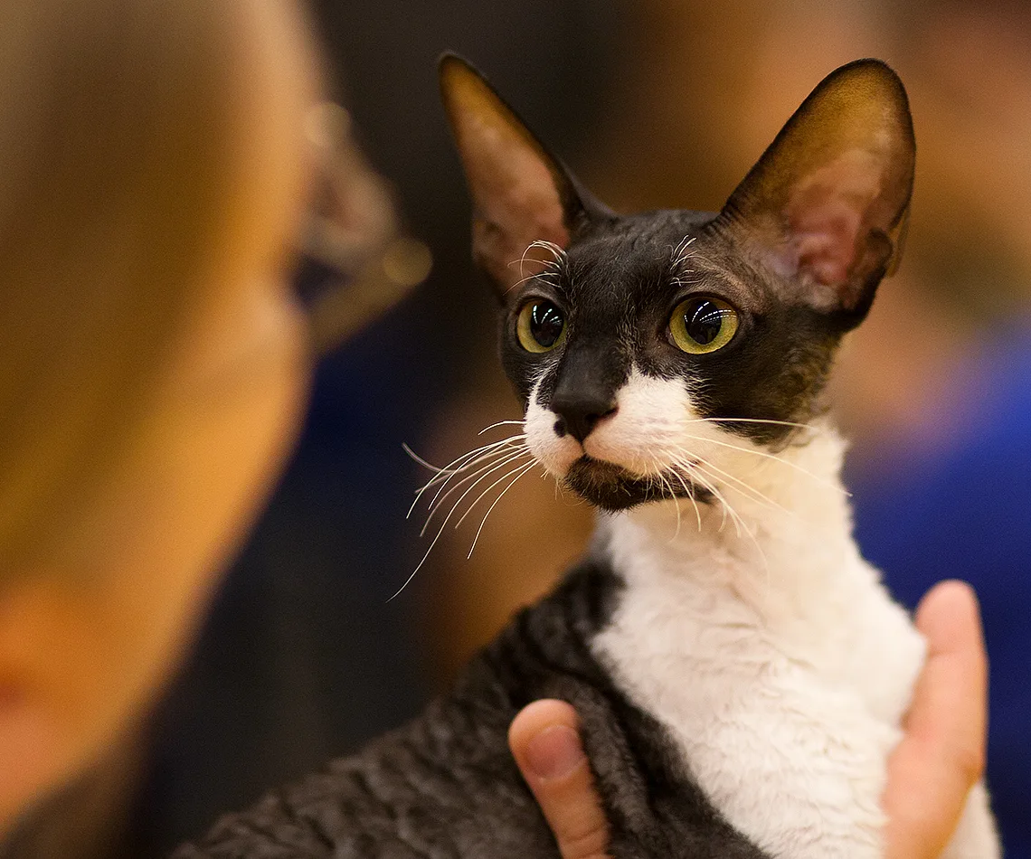 Cornish Rex Breed
