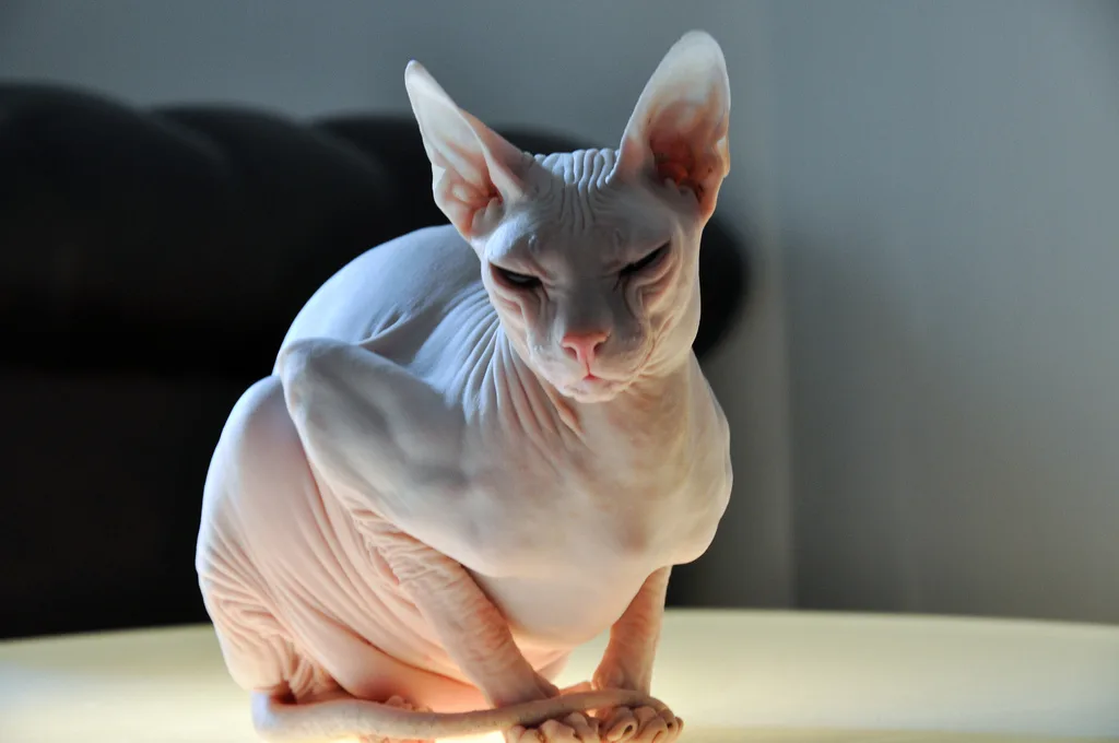 Donskoy Cat Breed