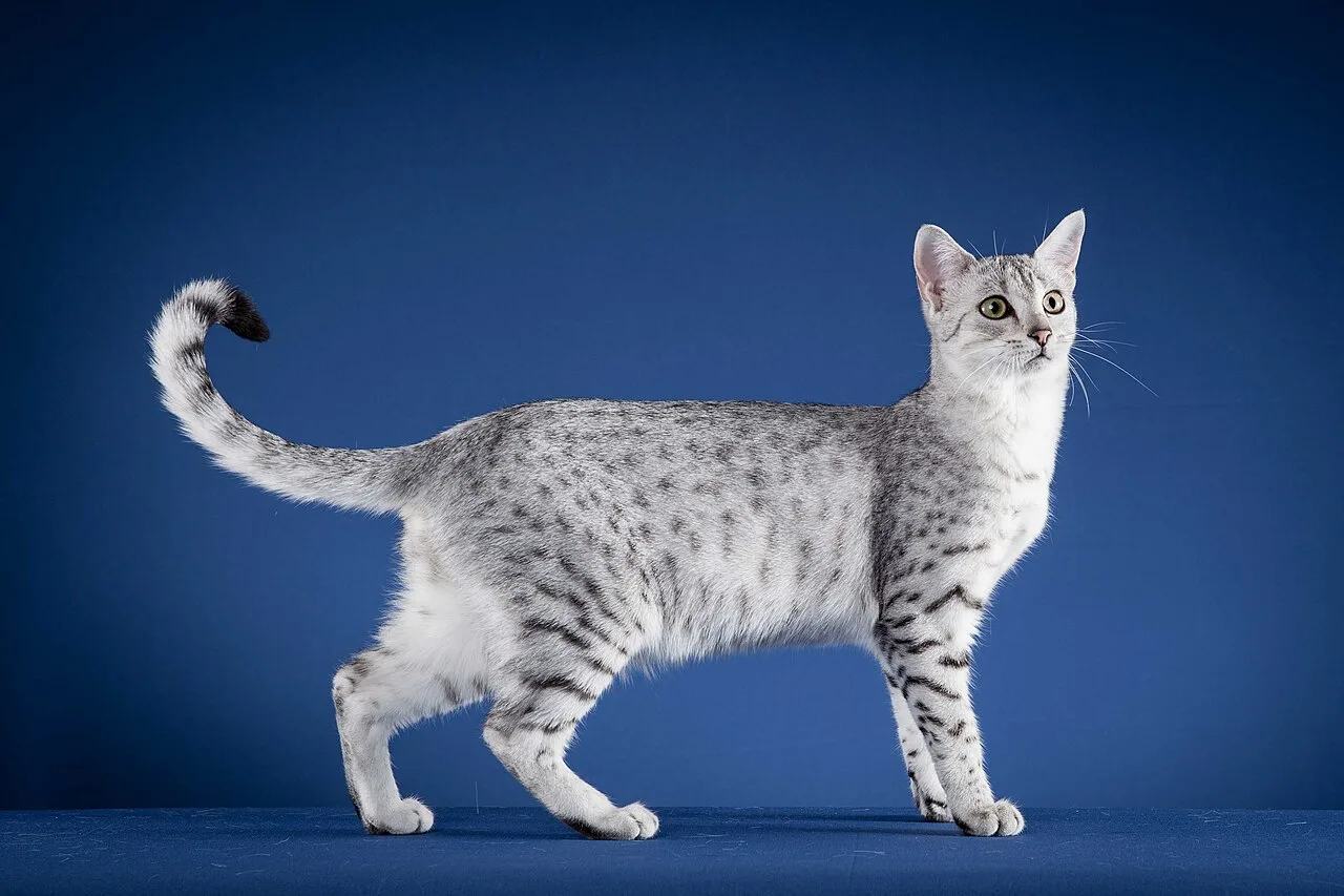 Egyptian Mau Breed