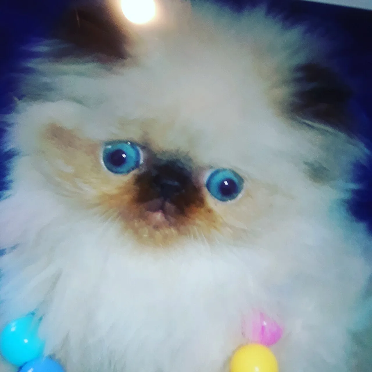 Himalayan Cat Breed