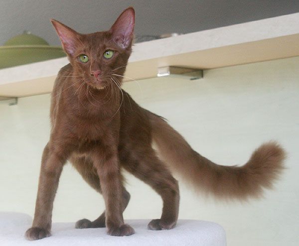 Javanese Cat Breed