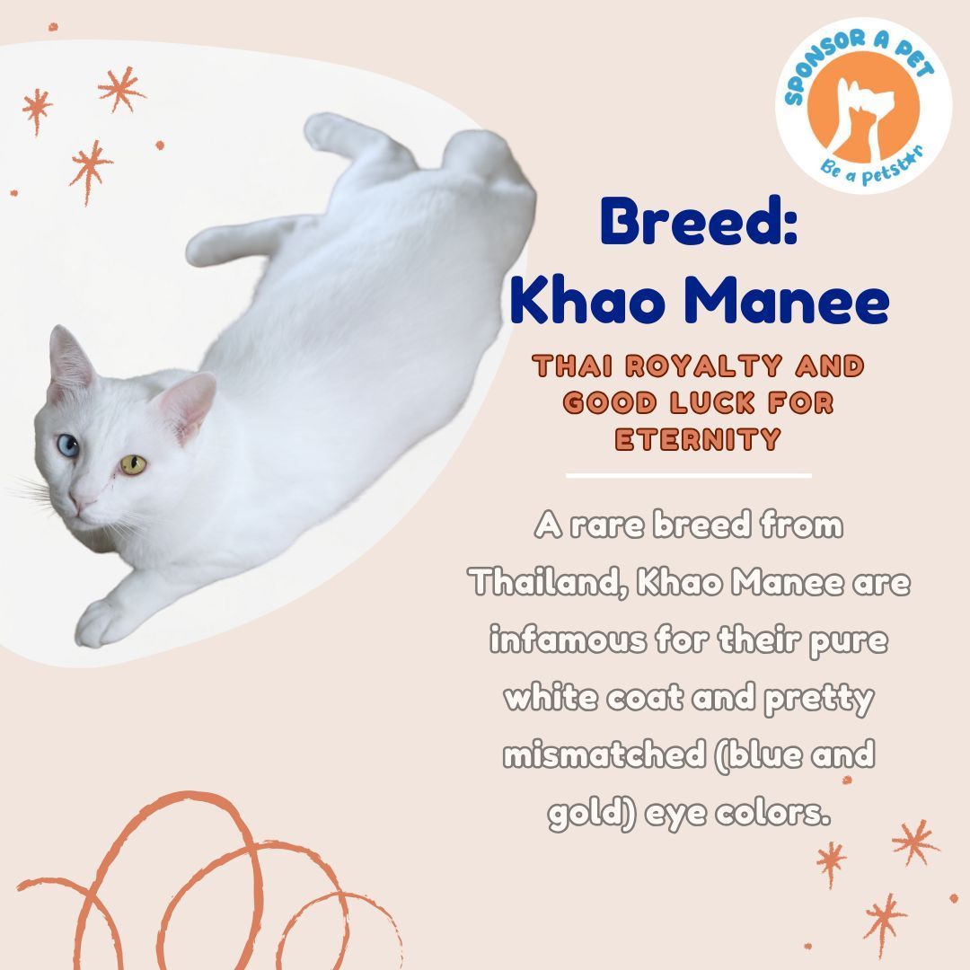 Khao Manee Cat Breed