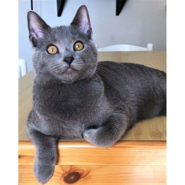 Korat Cat Breed