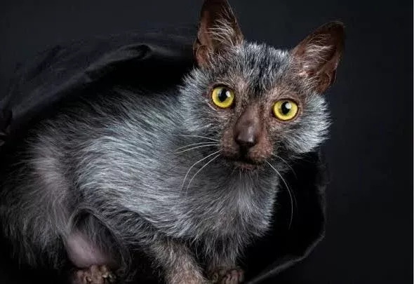Lykoi Werewolf Cat