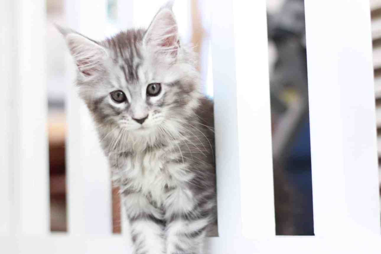 Maine Coon Care: Everything You Need to Know