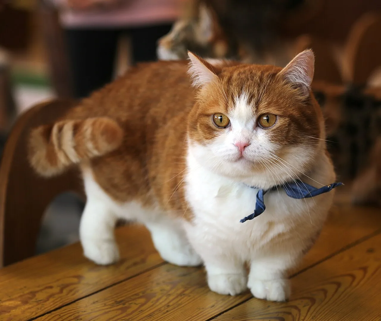 Munchkin Cat Breed