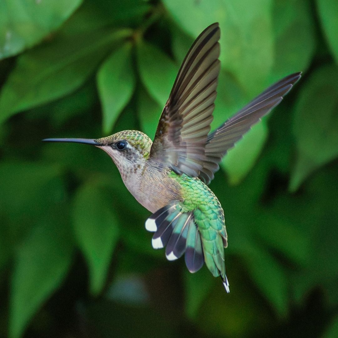 Hummingbirds: Mastering the Art of Hovering