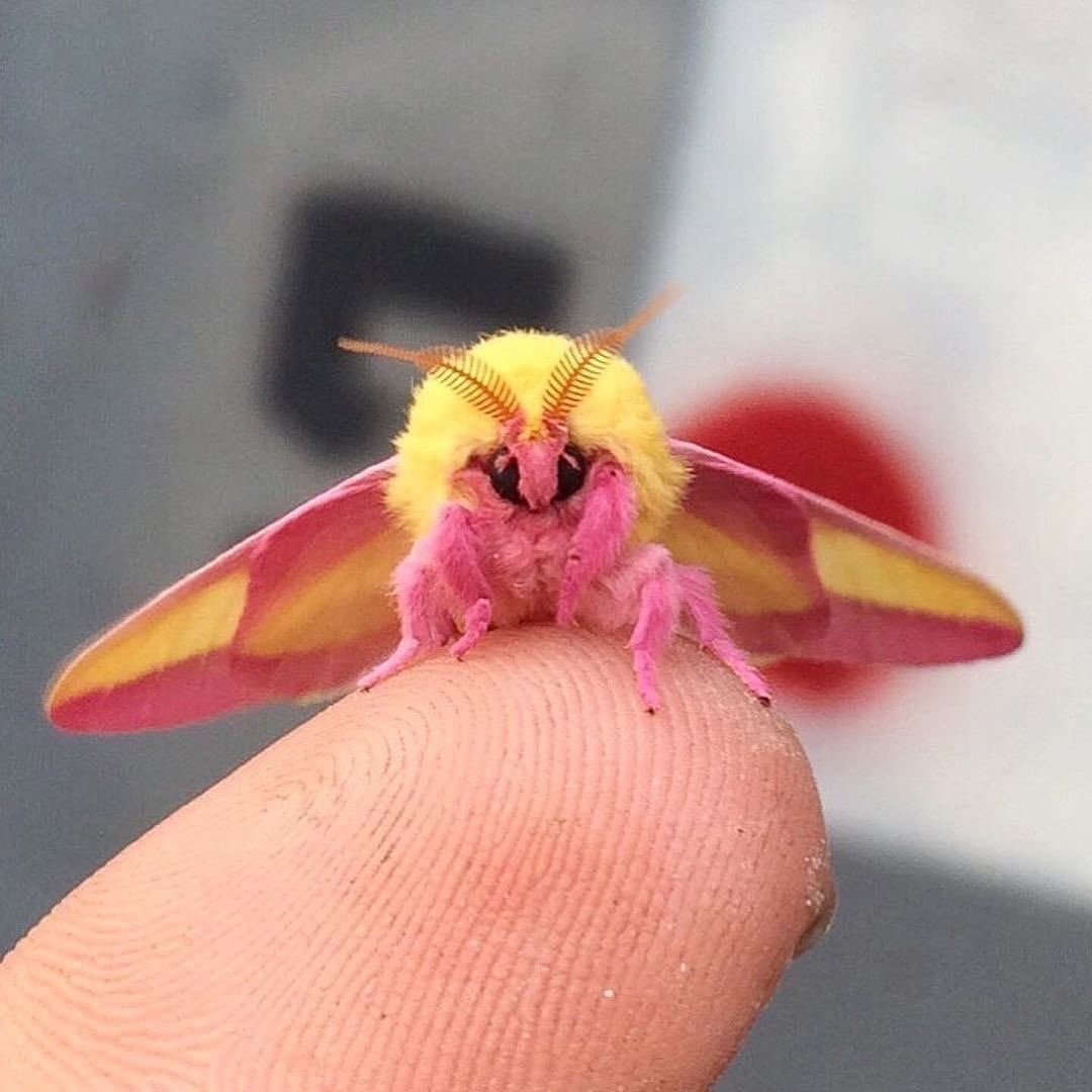 Moths: Diversity and Ecological