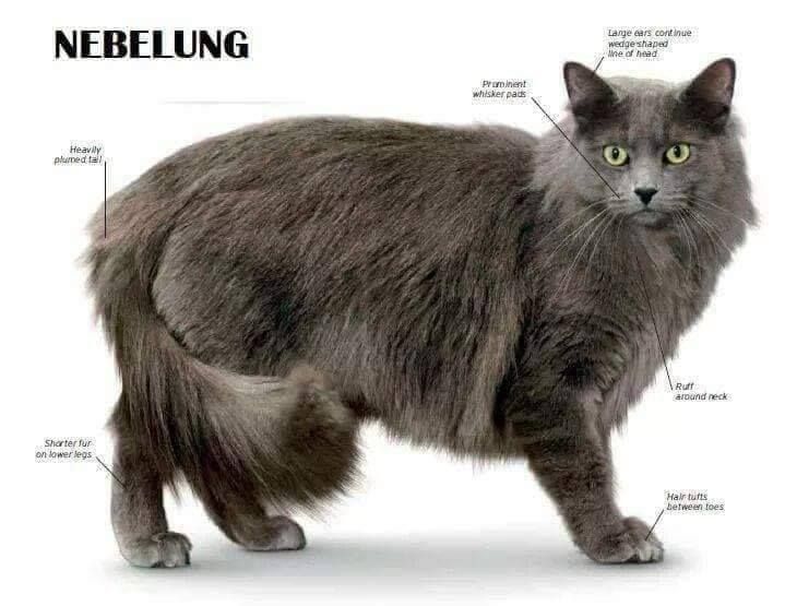 Nebelung Cat Breed