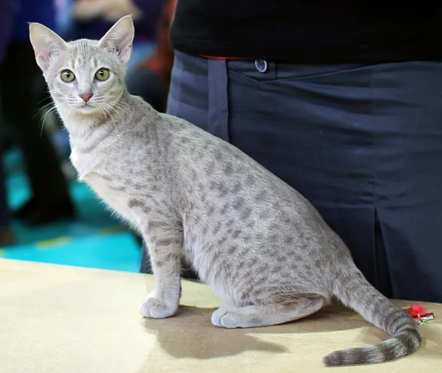 Ocicat Breed