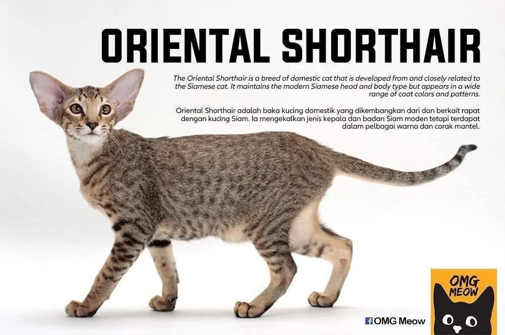 Oriental Shorthair Cat