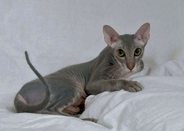 Peterbald Breed
