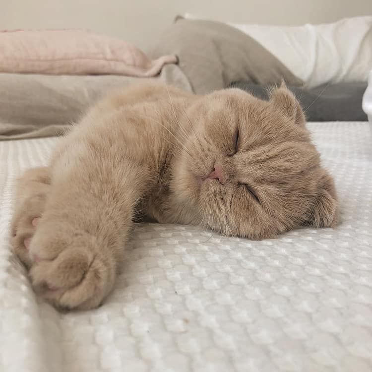 Ragdoll Cat Care