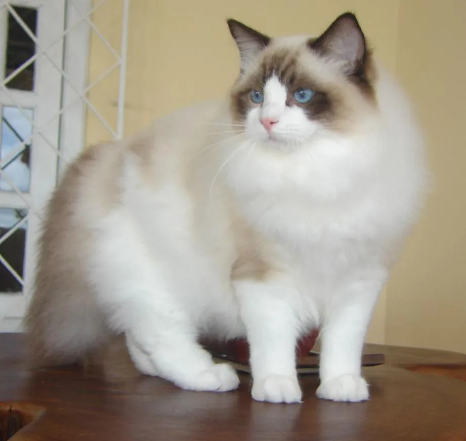 Ragdoll Cat Breed Companion