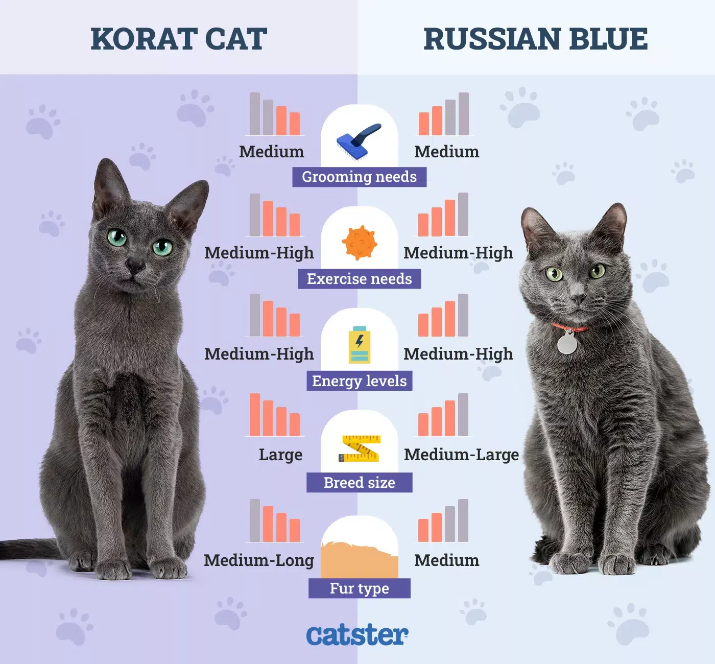 Russian Blue Cat