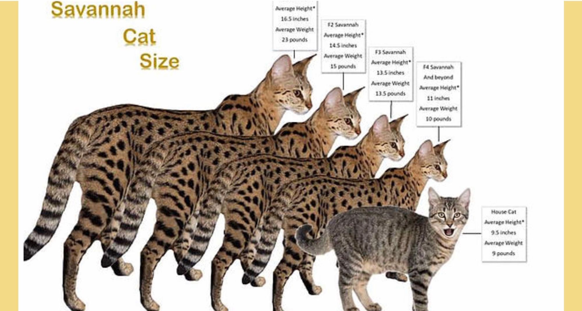 Savannah Cat Breed