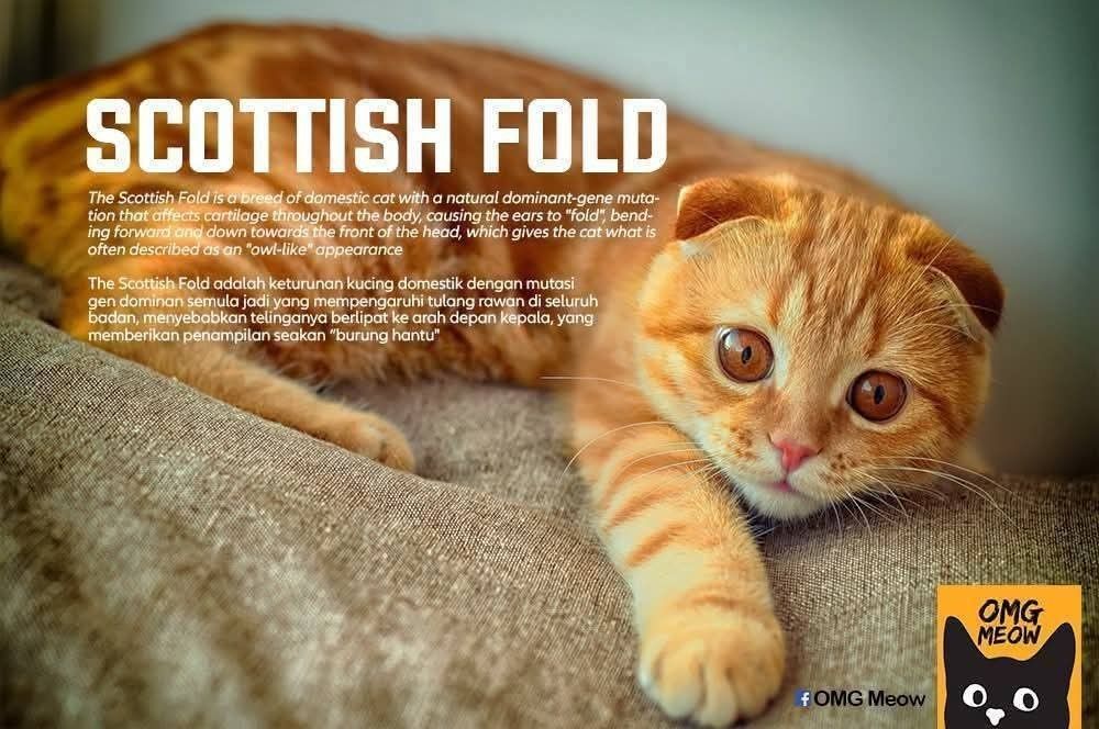 Scottish Fold Breed