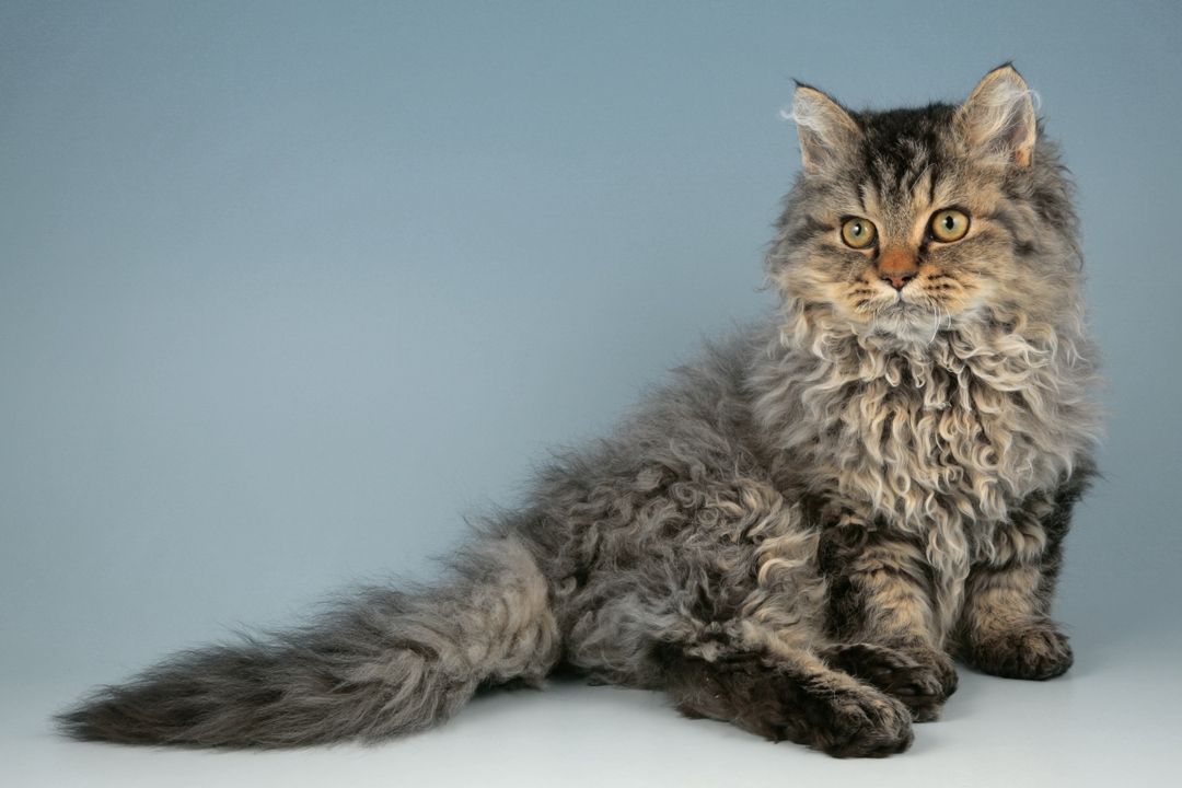 Selkirk Rex Cat Breed
