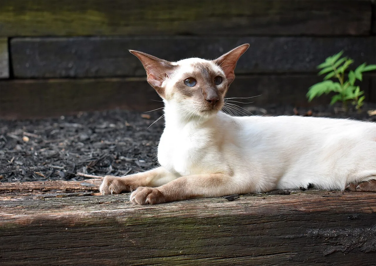 Siamese Cat Care: Care, Grooming, Feeding, and Health