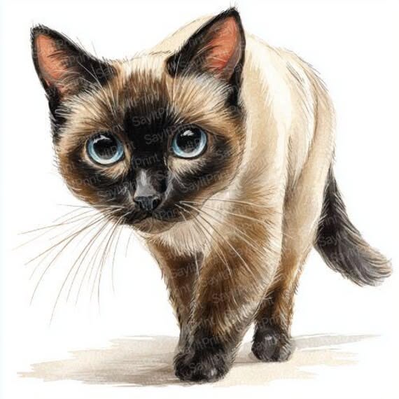 Siamese Cat Breed