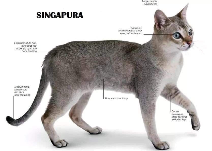 Singapura Cat Breed