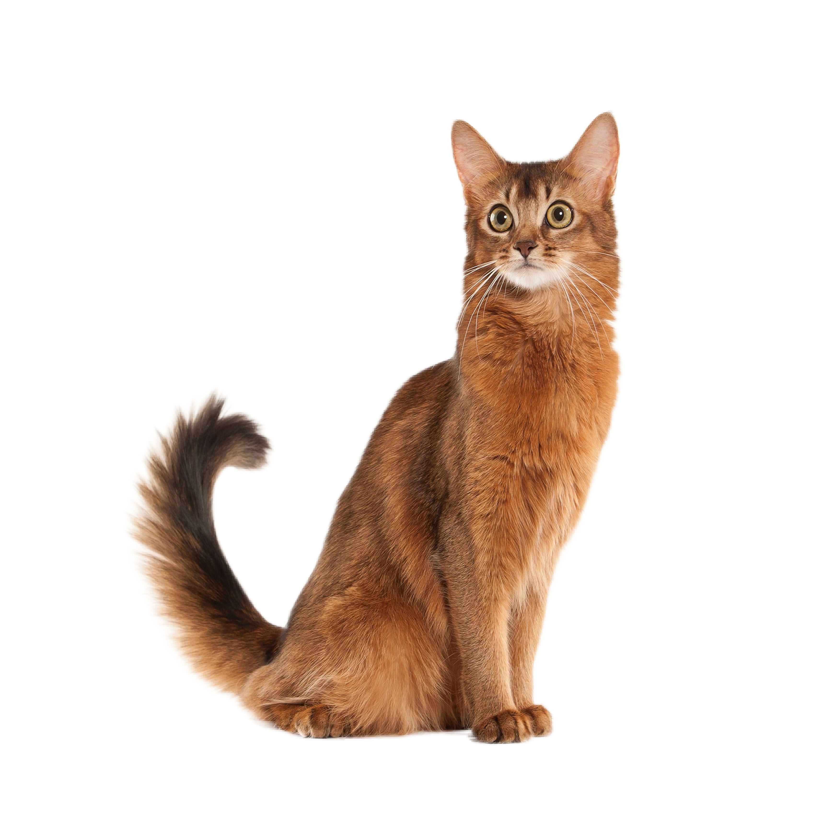 Somali Cat Breed