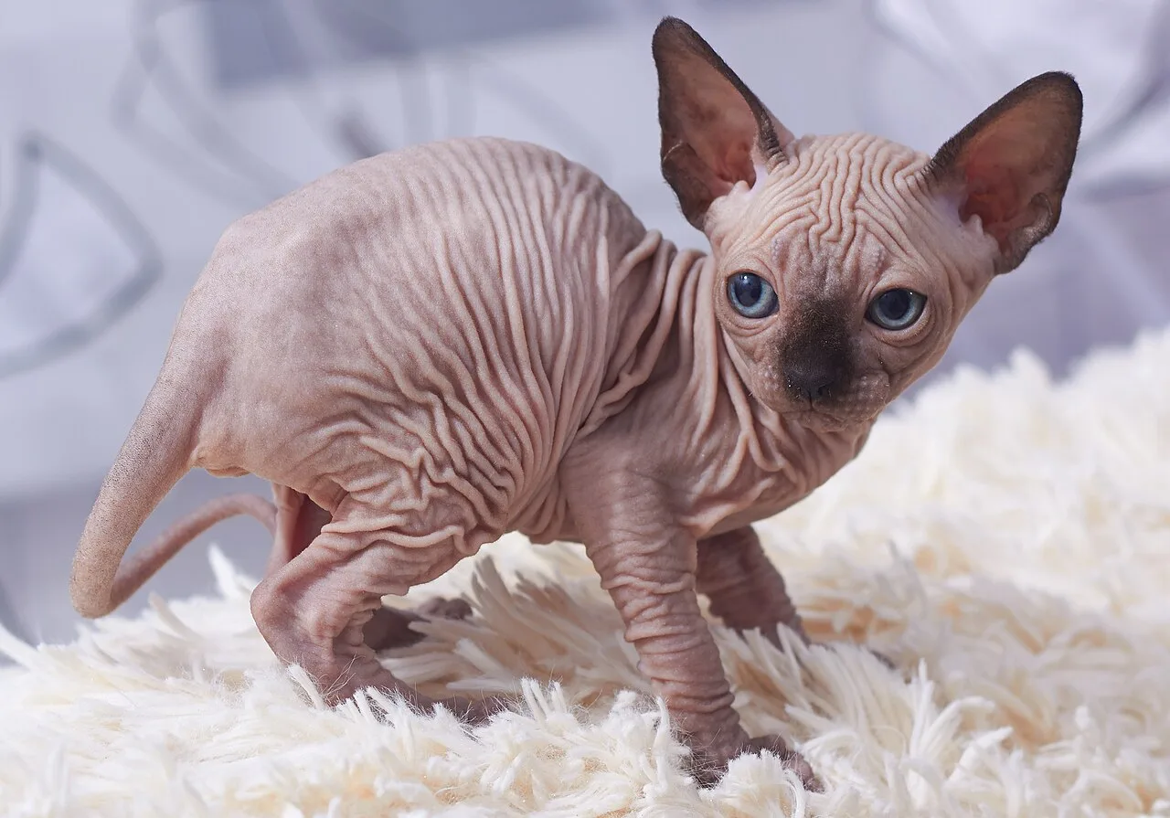 Sphynx Cat Care and Characteristics