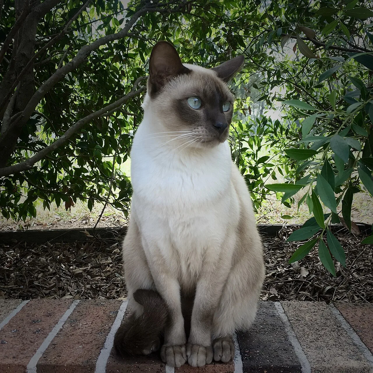 Tonkinese Cat Breed