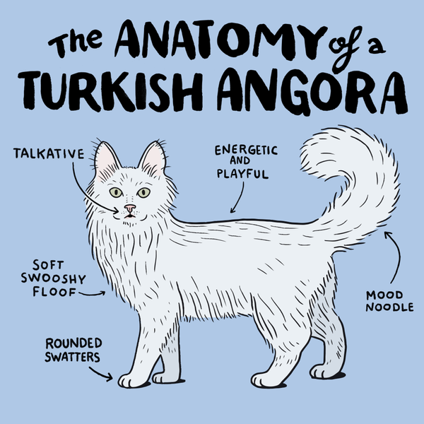 Turkish Angora Cat