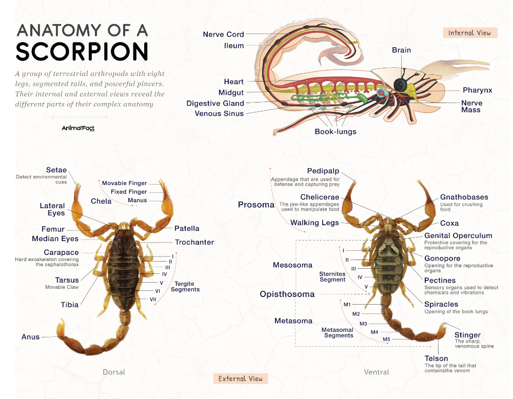 Scorpions and Their Unique Biology