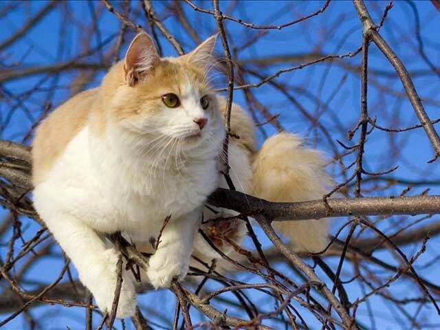 Turkish Van Cat