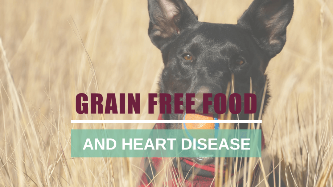 Grain-Free Dog Food