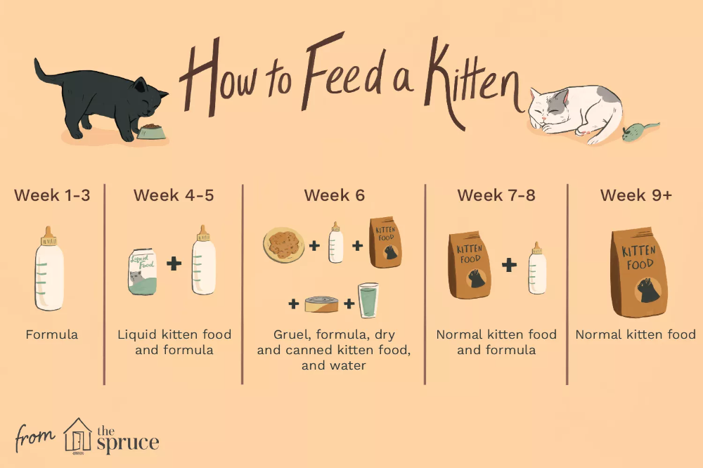 Kitten Feeding Schedule by Age