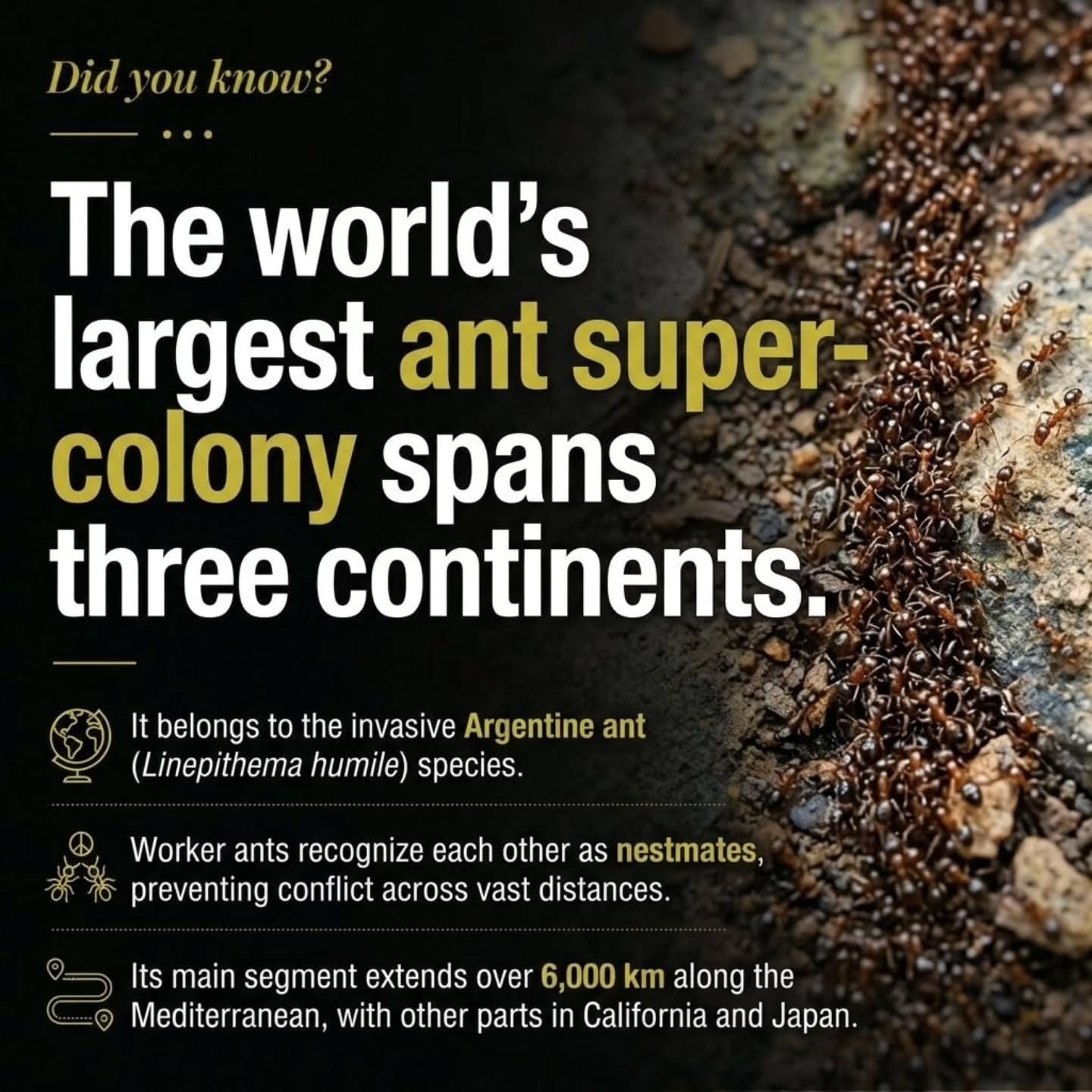 Ant Colonies: Nature's Complex Societies