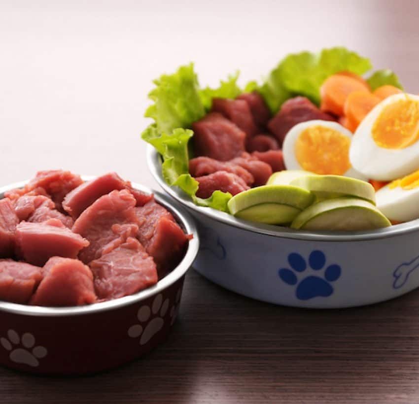 Wet vs Dry Dog Food: Nutritional Comparison