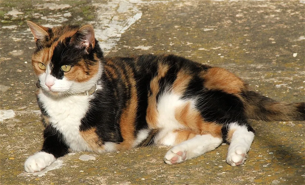 Cat Foods: Safe and Unsafe Options